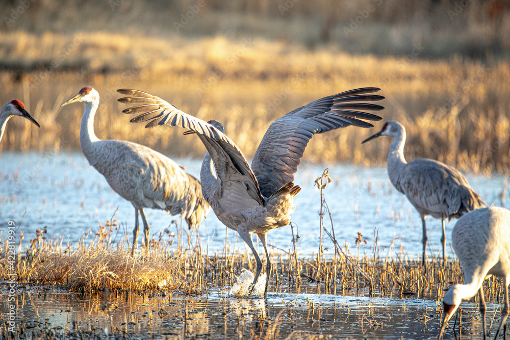 Sandhill Cranes and Snow Geese Goose Takeoff at Sunrise at Bosque del Apache Nature Preserve in New Mexico - bird flock behavior in courting and territoriality
