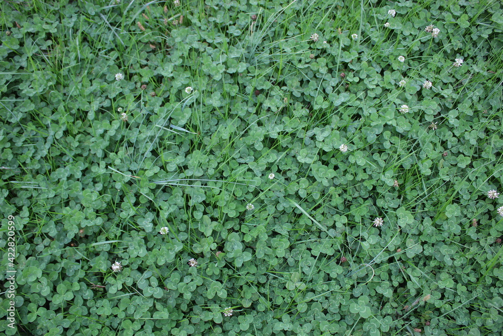 clovers clovers