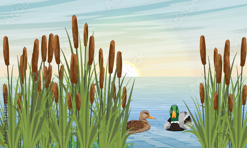 A pair of mallard ducks swim in the river in the reeds. Wild waterfowl Anas platyrhynchos. Realistic vector landscape