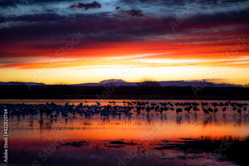 Sandhill Cranes and Snow Geese Goose Takeoff at Sunrise at Bosque del Apache Nature Preserve in New Mexico - bird flock behavior in courting and territoriality