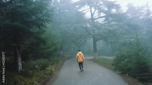 A guy wearing yellow jacket walking inside forest full of cedar (cedrus) trees ,in asphalt road and foggy weather , in chrea - algeria . photo