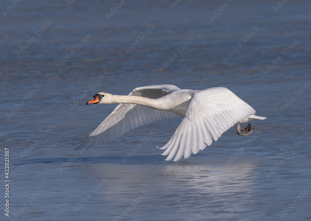 Mute swan starts its escape from a frozen lake in Sweden. Mute swan starts its escape from a frozen lake in Sweden.