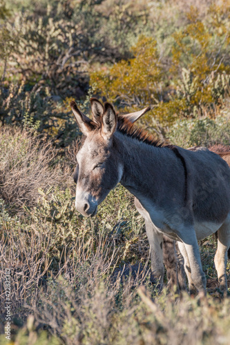 Wild Burro in the Arizona Desert