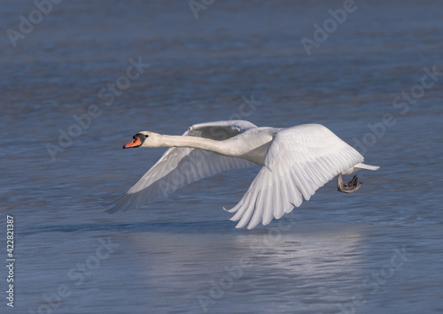 Fototapeta Naklejka Na Ścianę i Meble -  Mute swan starts its escape from a frozen lake in Sweden.