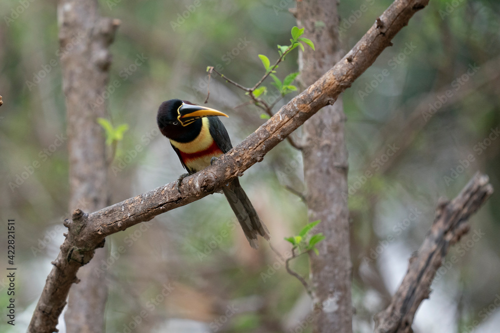 Fototapeta premium The Collared aracari- or Collared araçari toucan (Pteroglossus torquatus) on branch