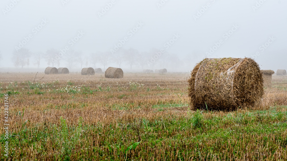 Fototapeta premium Foggy morning on the farmlands. Round haystacks