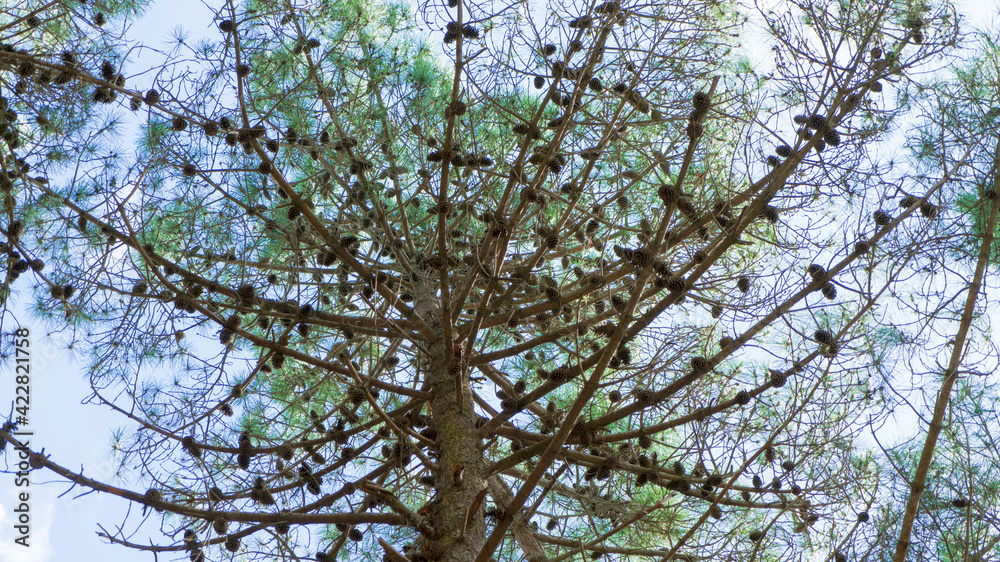 pines tree. piña. forest. woods.