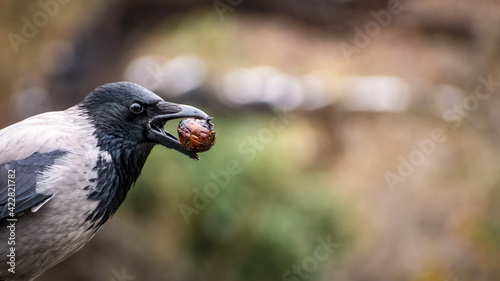 Single hooded crow (Corvus cornix) with large walnut in his beak