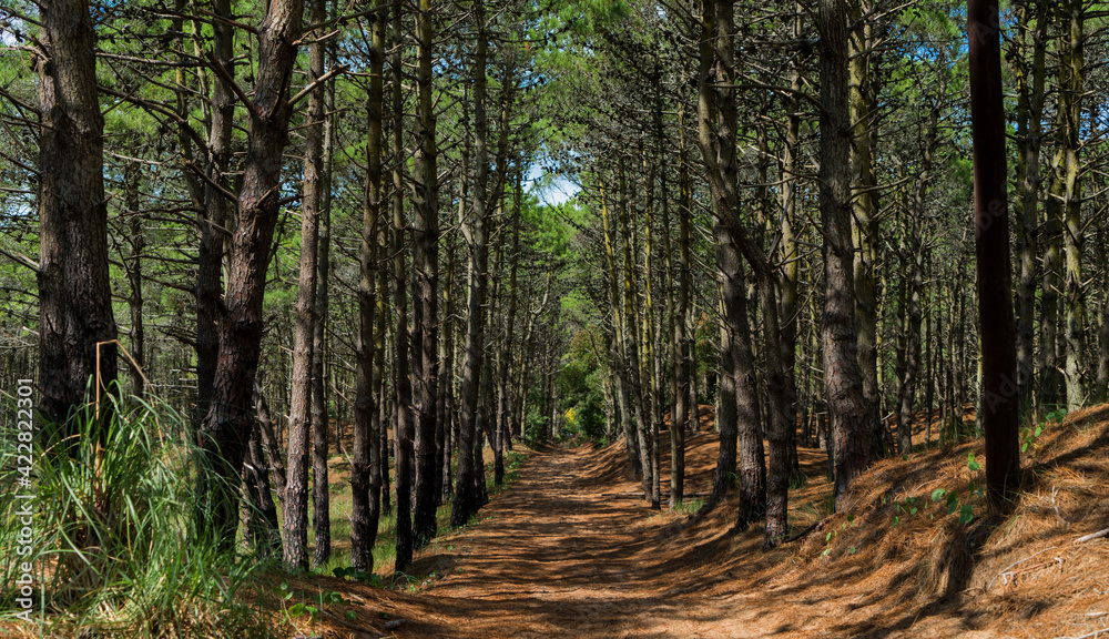 Obraz premium path in the forest. path in the forest. 