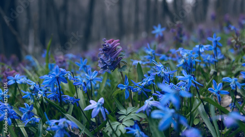 Primroses in the evening forest. Floral dark background. Siberian copse (scilla) and Corydalis halleri.