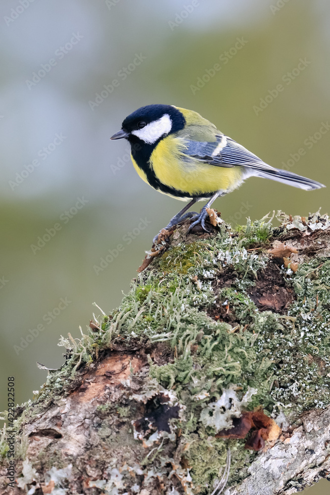 Obraz premium great tit