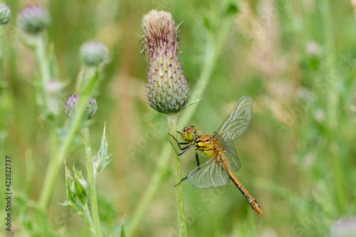 Immature common darter dragonfly on a thistle stem photo
