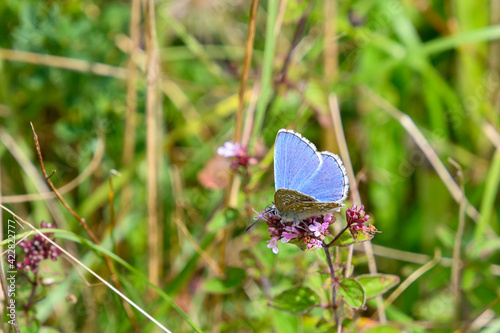Adonis blue butterfly nectaring on a flower