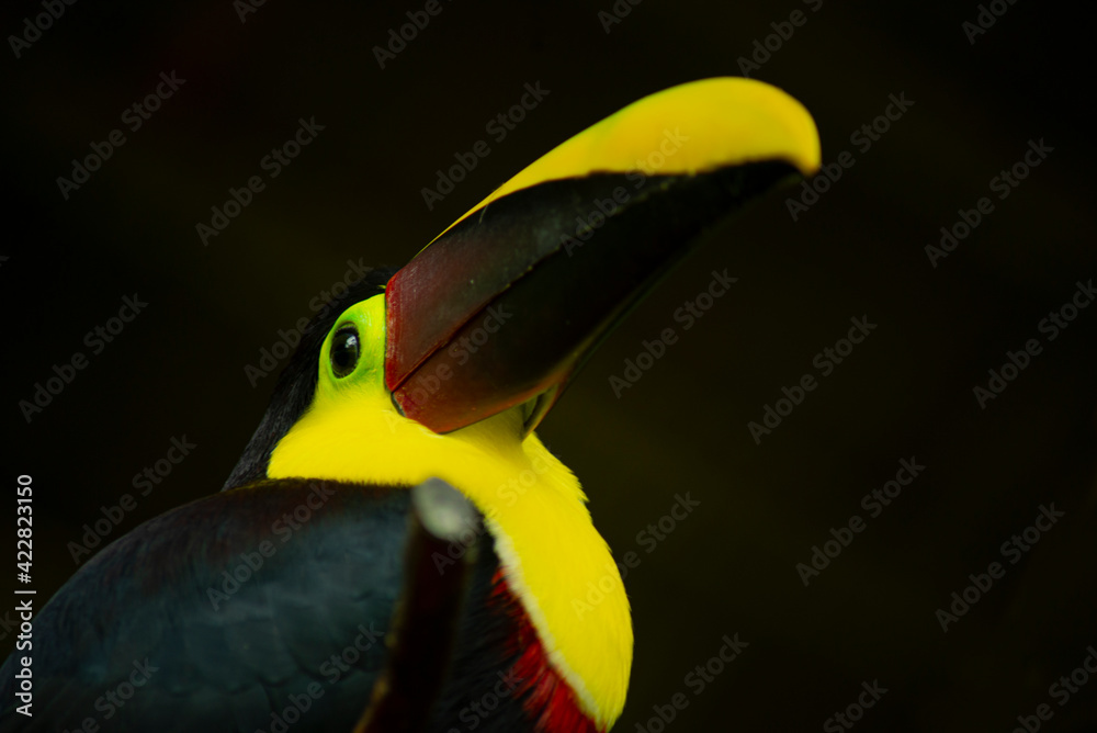 Naklejka premium Toucan 