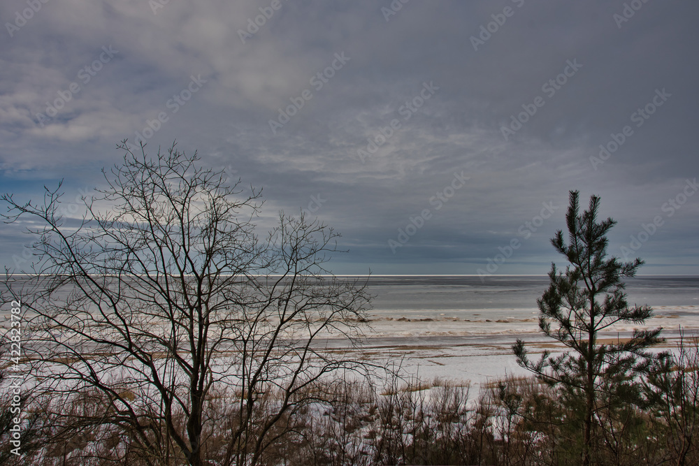 The landscape of the Baltic coast in early spring, in the foreground a bush and a young pine tree against the background of the sea covered with melting ice and a picturesque cloudy sky.