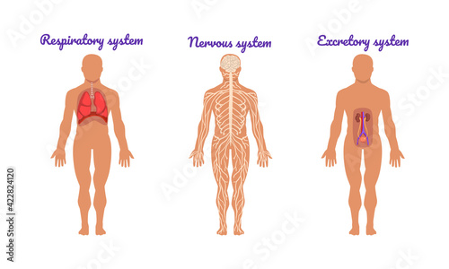 Main Human Body Systems with Respiratory and Nervous System Vector Set