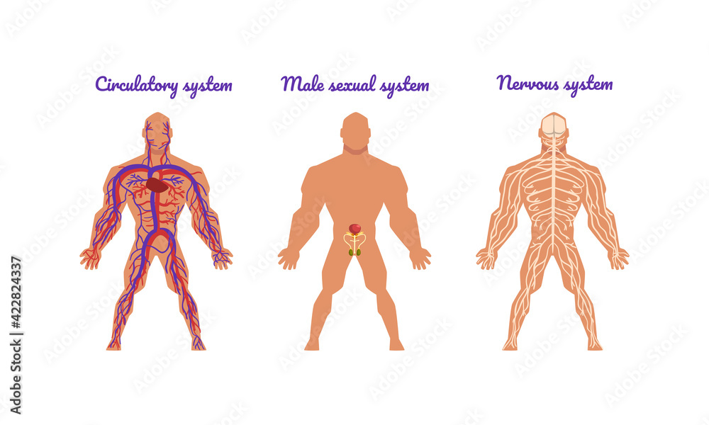 Obraz premium Main Human Body Systems with Circulatory and Nervous System Vector Set