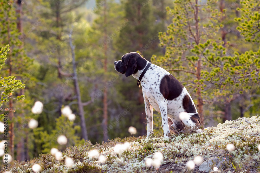 Dog english pointer