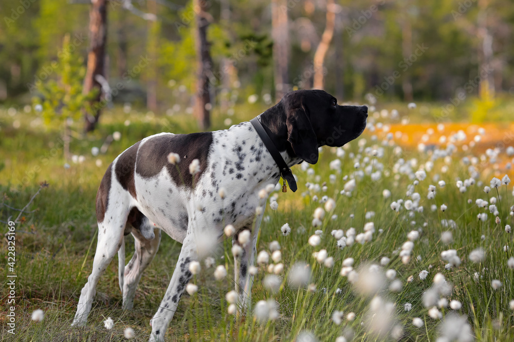 Dog english pointer