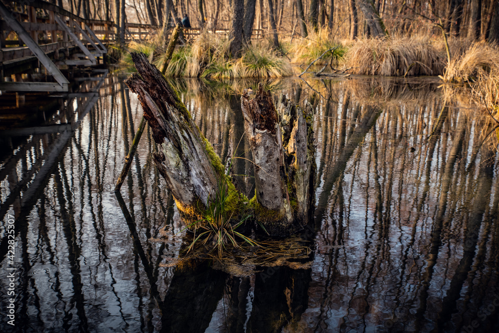 Paceful lake with trees at golden hour