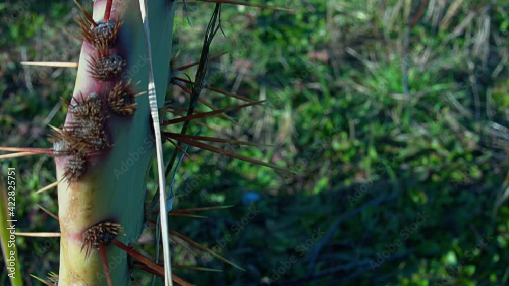 Tilt up closeup of a cactus.
