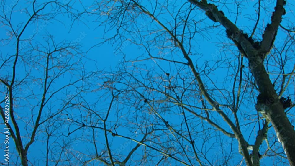 Slow tilt down a trees branches, with blue skies and lens flare. Slow tilt down a trees branches, with blue skies and lens flare.