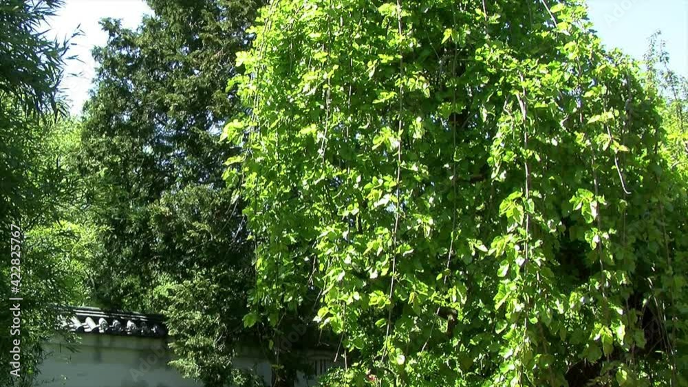 A mulberry tree grows in a Japanese garden with a tiled wall in background.