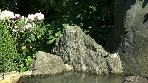 Decorative rocks and a rhododendron in bloom line the edge of a pond. photo