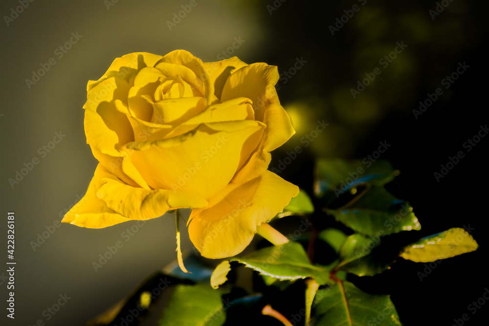 Fototapeta premium The Yellow Rose
