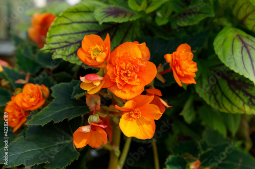 Orange Rieger Begonia in the garden. Gardening, flower breeding at home concept