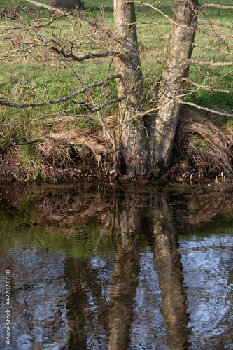 Two trees with bare branches at the end of spring that come together in a V-shape and reflect in the water of a pond. The blue sky can be seen in the pond