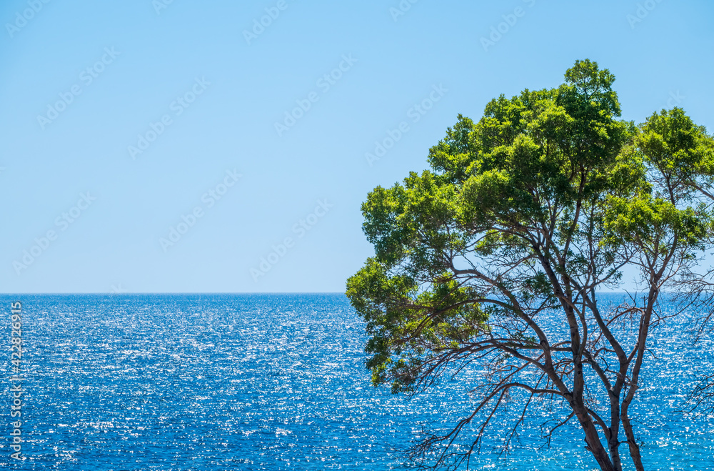 Tall tree with green leaves on the sea background in clear sunny day. Tall tree with green leaves on the sea background in clear sunny day.