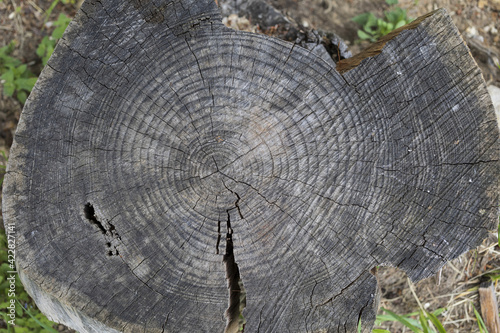 Old cracked wood cut end texture closeup