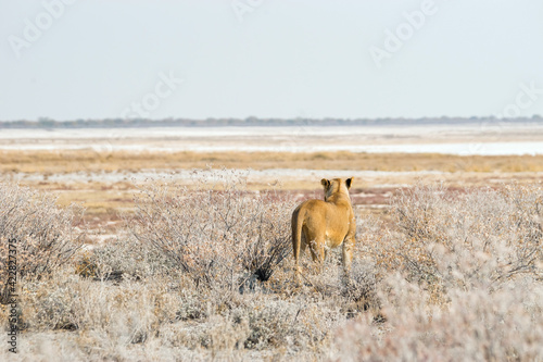 Lioness standing in the bush. Etosha national park in Namibia, Africa