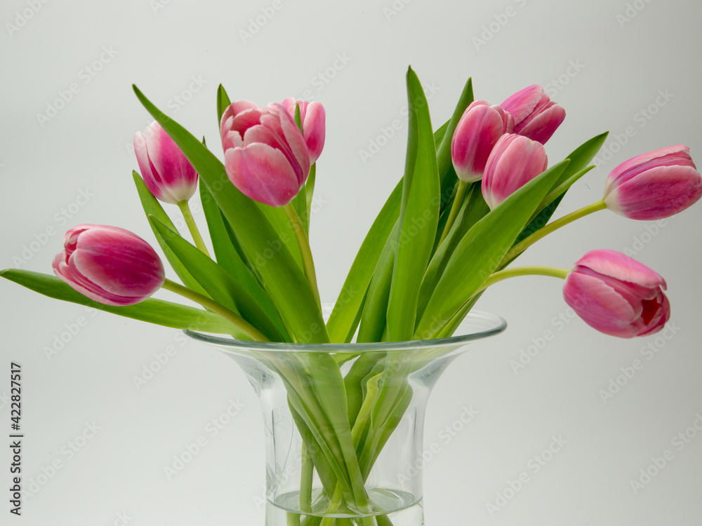 Tulpe, Tulpen, Blume 