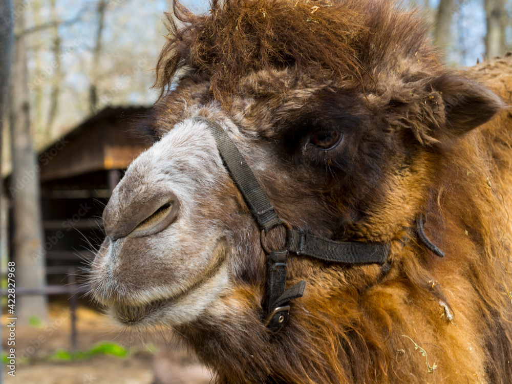 Fototapeta premium Close portrait of a female two-humped camel with reins