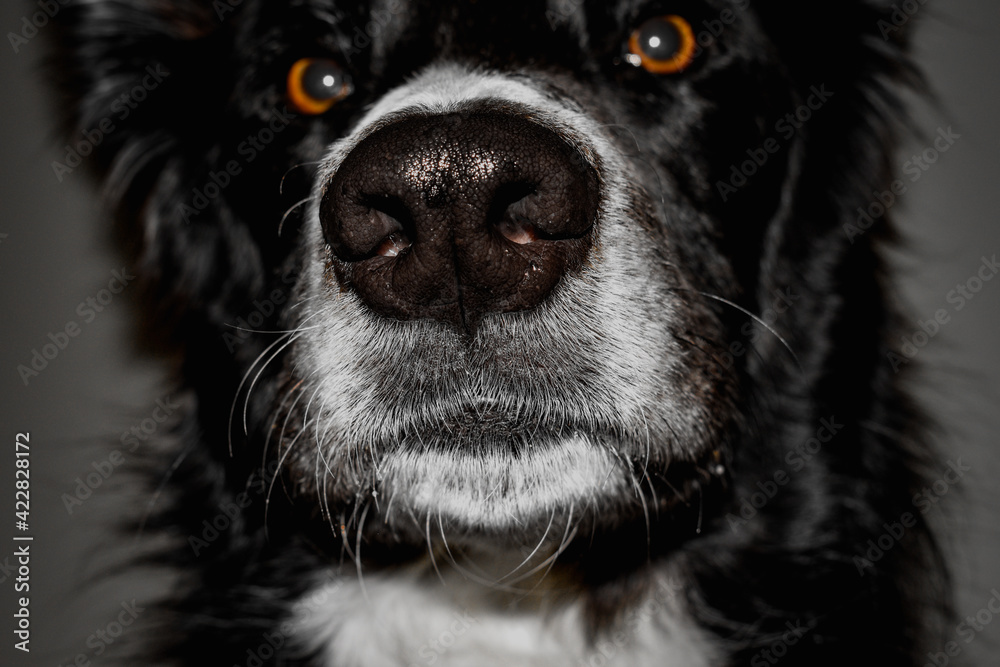 Perro Border collie blanco y nego retrato Perro Border collie blanco y nego retrato