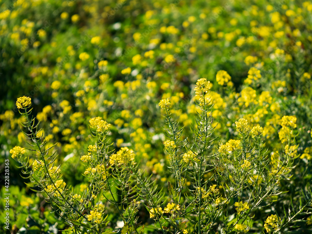Flores de primavera en el campo Flores de primavera en el campo