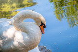 Portrait of a graceful white swan with long neck on green water background.