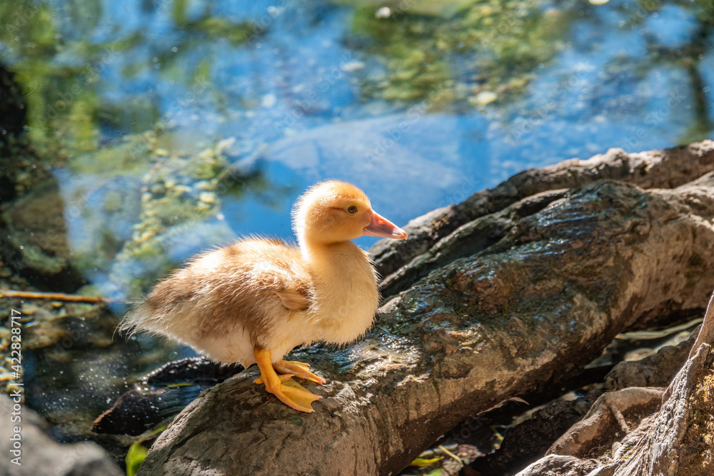 Cute little ducklings standing in a lake coast Cute little ducklings standing in a lake coast