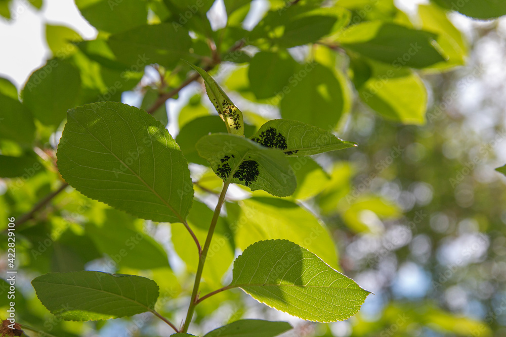 Cherry leaves with pests, scale insect on cherry leaves, pests on cherry tree Cherry leaves with pests, scale insect on cherry leaves, pests on cherry tree