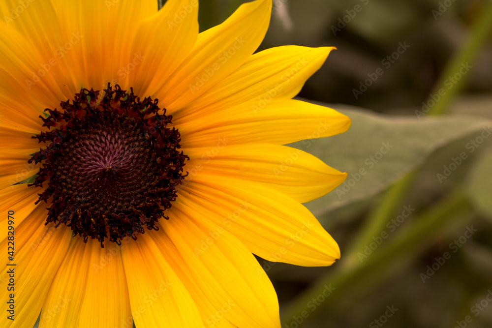 Obraz premium sunflower close up
