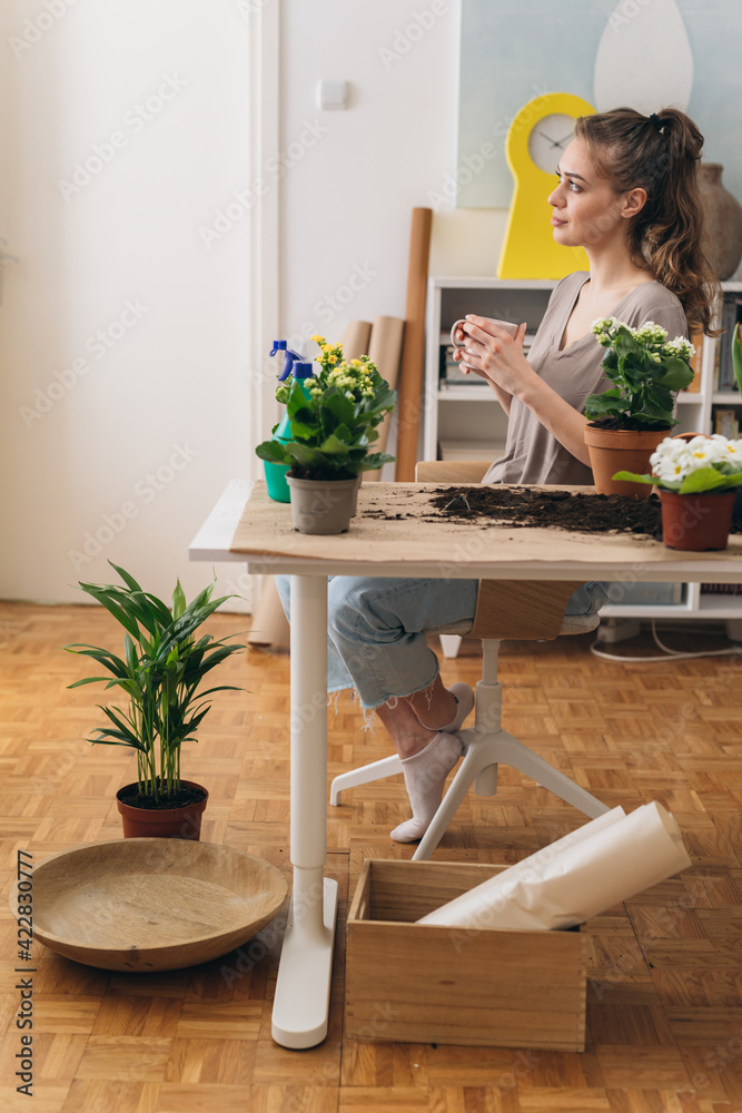 woman gardening houseplants at her home woman gardening houseplants at her home