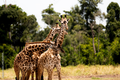 Photography Closeup of cute giraffes in a field