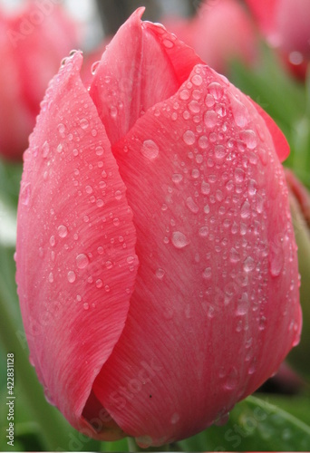 A pink tulip with water drops
