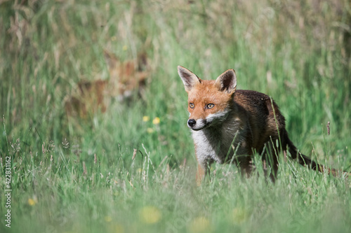 Fototapeta Naklejka Na Ścianę i Meble -  Red Fox in Grass Meadow