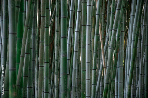 Fototapeta Naklejka Na Ścianę i Meble -  bamboo grows in a dense wall