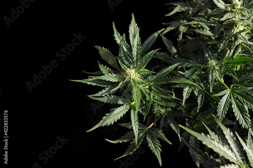 Blooming cannabis bush. Fresh plant on black background  flat lat  top view. Green marijuana pattern. Herbal medicine layout. Hemp recreation  legalization concept.