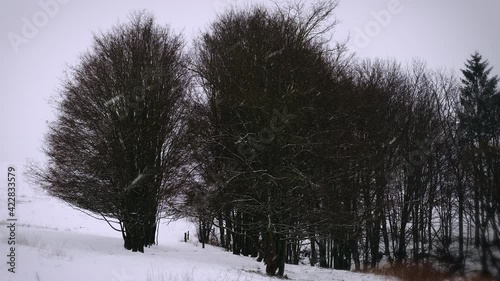 View of meadow and forest with snow falling. Winter morning ambience with high quality audio of falling snow, wind and birds singing. 4K resolution.