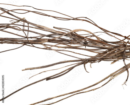 Wild dry vine liana, jungle vine isolated on white background, clipping path